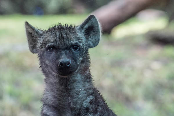 Hienas Zoologico Chapultepec CDMX