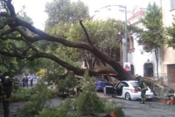 árbol aplasta a vehículo en la condesa