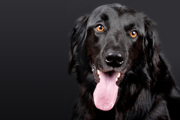 El labrador retriever es de las razas favoritas de los capitalinos por su carácter dócil