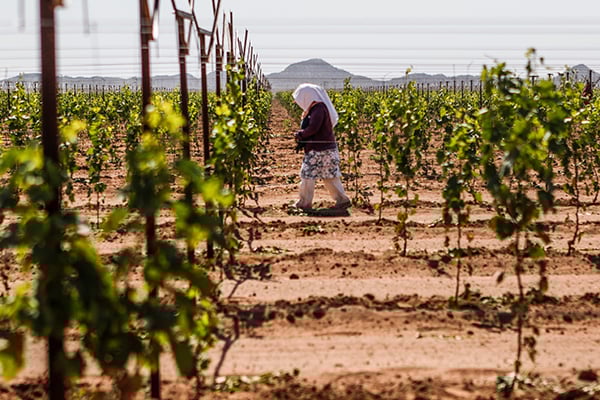 Jornaleros_agrícolas_crímen_organizado_San_Luis_Potosí1
