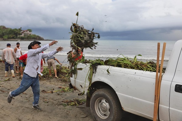 Hasta el momento se ha retirado entre 15 y 20 toneladas del lirio, con apoyo de camionetas, volteos y otros vehículos, involucrando a servidores públicos, comerciantes y visitantes que prestaron su ayuda. Foto: Especial