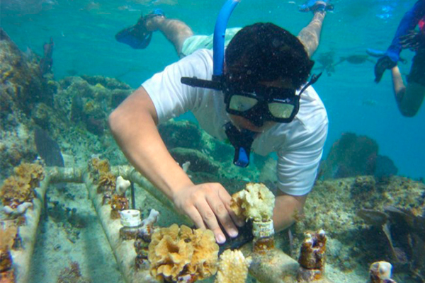 El proyexcto se encuentra en una primer etapa: se cuidan los corales, se limpian y monitorean. FOTO: Especial