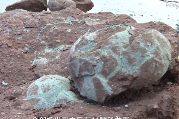 niño descubre huevos de dinosaurio en china