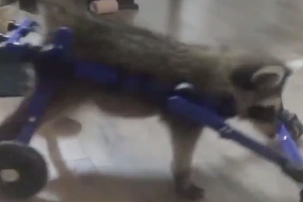 La compañía Walkin’ Pets, que fabrica las sillas de ruedas para animales, dijo el lunes que se desconoce el origen de la enfermedad de la mapache Vittles. Foto: Twitter