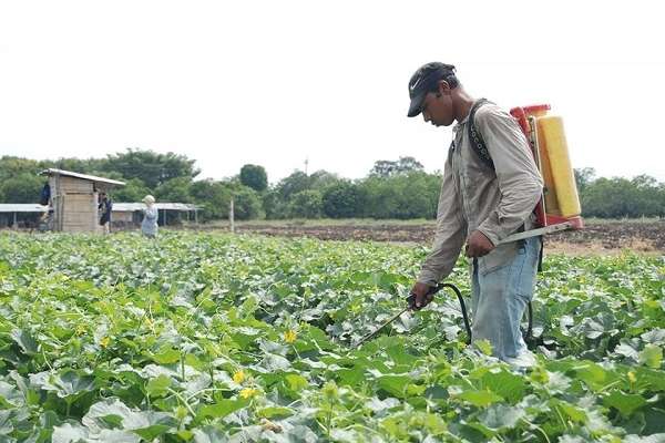 Michoacán se producen 117 cultivos, de los cuales 15 tienen el primer lugar de producción en el país, entre estos el aguacate y zarzamora -donde también es líder mundial-, durazno, fresa, guayaba, limón, lenteja y otros. Foto: Cuartoscuro
