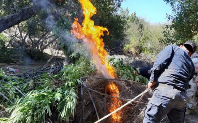 Quema de marihuana en Baja California