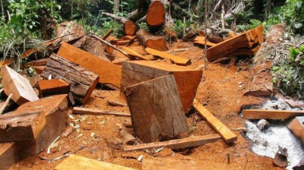 Tala_Chiapas_Sembrar_Ecocidio_Sentencia