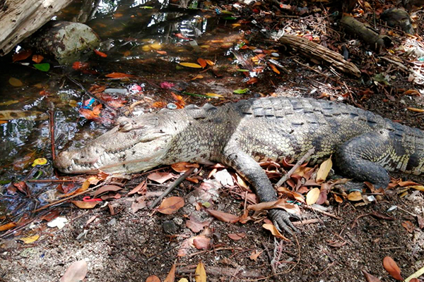 Exceso_ basura_mata_cocodrilos_Tamaulipas_último_asfixió_llanta