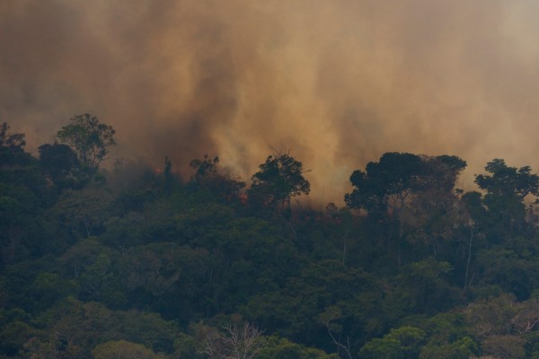 ayudar_al_Amazonas_incendios_forestales_consumo_de_carne