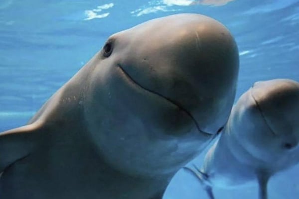 5 de septiembre: Día mundial de la Vaquita Marina