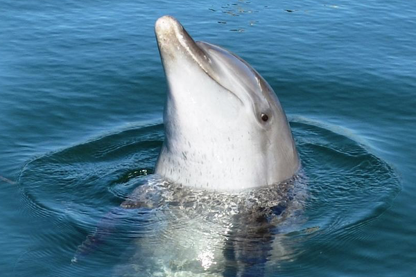delfines_caza_masiva_japon_tradicion_animalistas