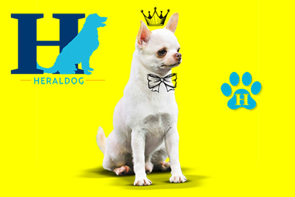 En 2015 fue ganador del Top 20 Chihuahuas competition. Foto: Heraldo de México