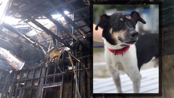 El dueño del perrito declaró que hizo todo lo posible por regresar por él pero el fuego era demasiado intenso para intentar volver. FOTO: Especial