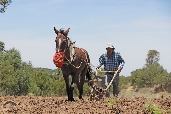 LOS DAÑOS. Recientemente, la Sader advirtió que mil 955 municipios reportan algún grado de sequía. Foto: Cuartoscuro