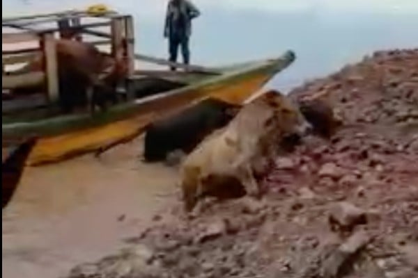 ganado_ilegal_animales_productores_Siniiga_cnog