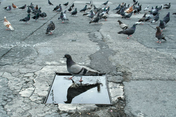 palomas raptadas en cdmx GAM
