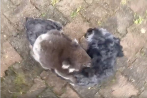 Un koala bebé se colgó del pecho del perrito. Especial