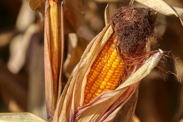 Ya se han habilitado 109 centros de acopio en el país para comenzar a recibir el grano de maíz. Foto: Pixabay