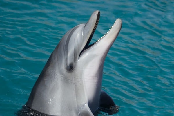 delfin_cadaver_campeche_putrefaccion