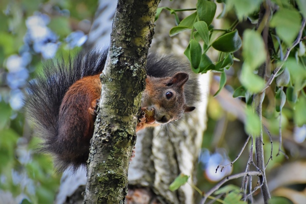 ardilla_nueces_pittsburg