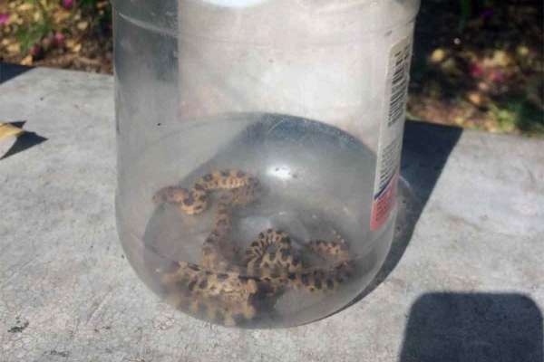 Un par de serpientes fueron encontradas. foto: Especial