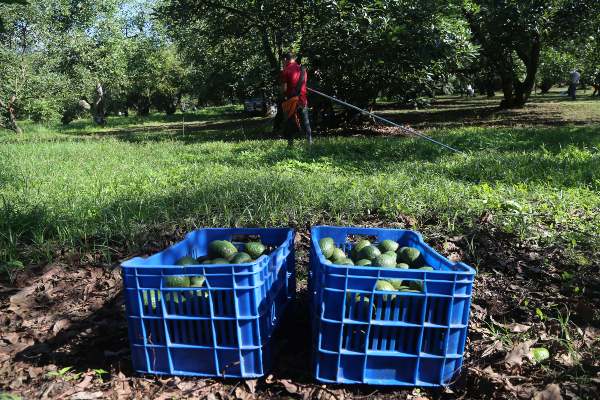 Corte_Aguacate_Insecticida