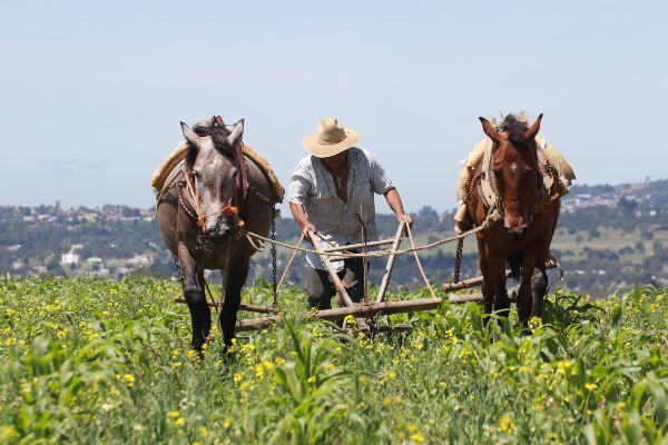 campo protección cultivos México El Heraldo Radio