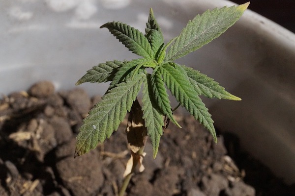 marihuana regulacion cannabis mexico senado suprema corte