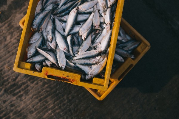 Se estima que en México el 30 por ciento de la producción nacional de frutos del mar es ilegal. Foto: Pixabay