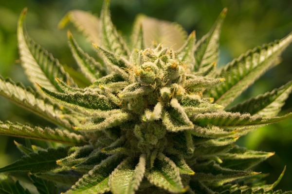 cannabis_canada_empresas_regulacion
