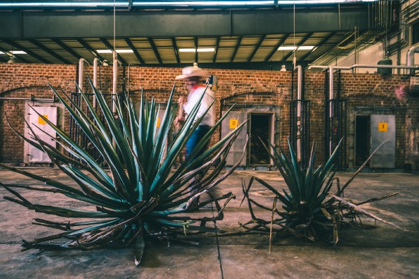 El Tequila Reposado tiene un toque de sabor a
roble. Foto: Cortesía Tequila Patrón