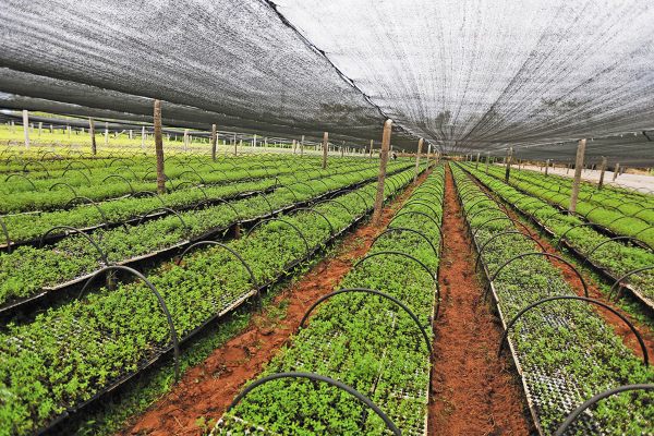 La tendencia crece porque los consumidores buscan productos más sanos. Foto: REUTERS