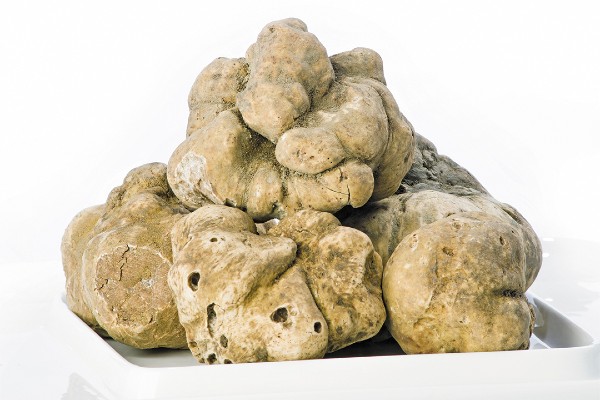 Son únicas. Ninguna trufa tiene exactamente el mismo sabor que otra. Foto: Especial