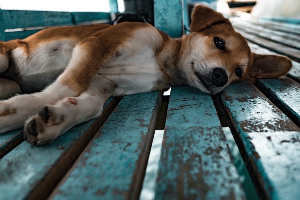 Los perros deben recibir atención y cuidados. FOTO: Pixabay