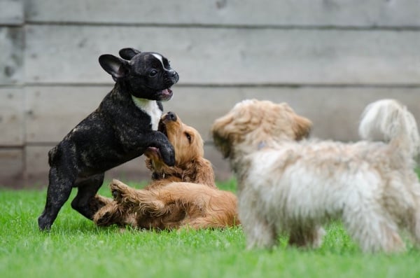 Debes considerar que los perritos son para toda la vida. FOTO: Pixabay