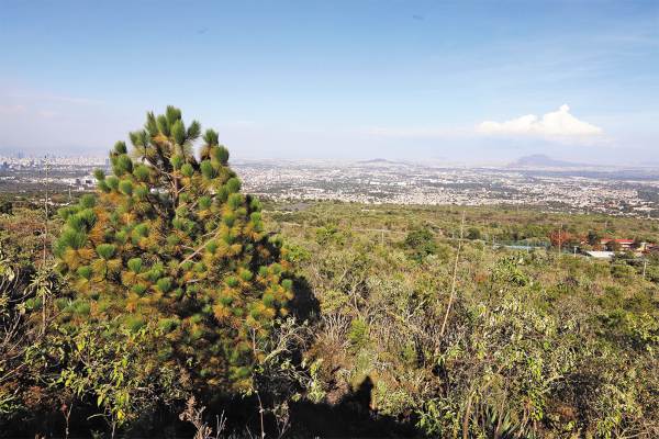 Parque_San_Andrés_Totoltepec
