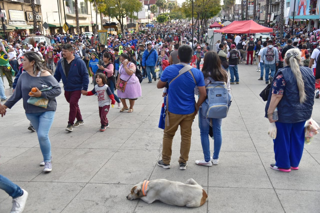 Peregrinos abandonan a sus perritos en la Basílica