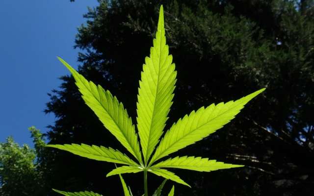 cannabis-regulacion-senado-monreal-marihuana-morena-pri