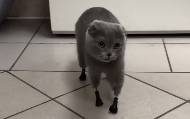 gato piernas bionicas