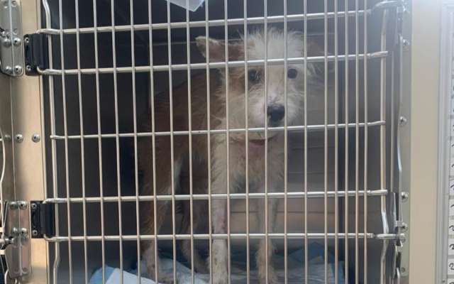 Perrita-rescatada-en-Metro-Candelaria