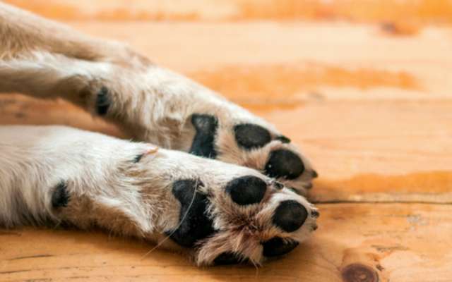 perro envenenado puebla