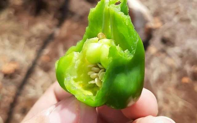 chile habanero