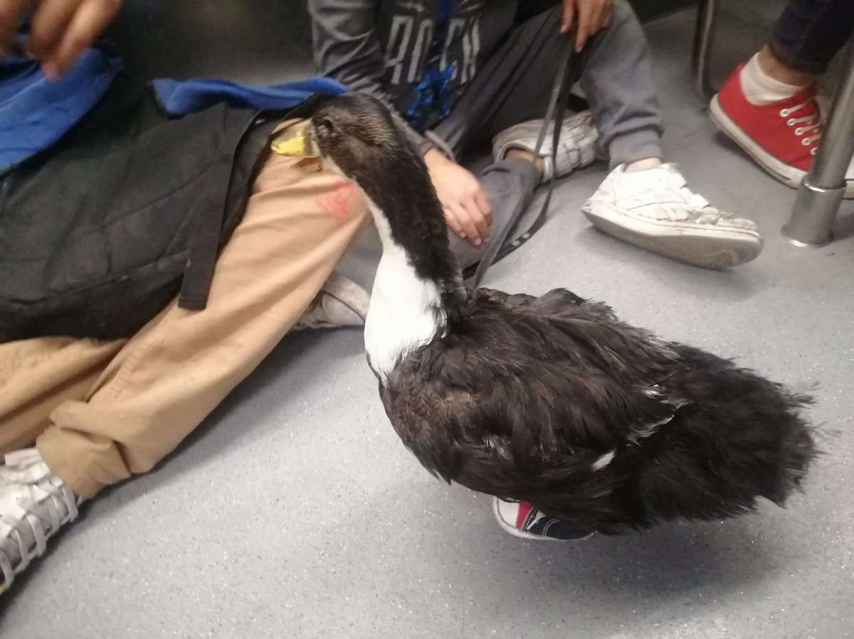 Resultado de imagen para pato en metro cdmx