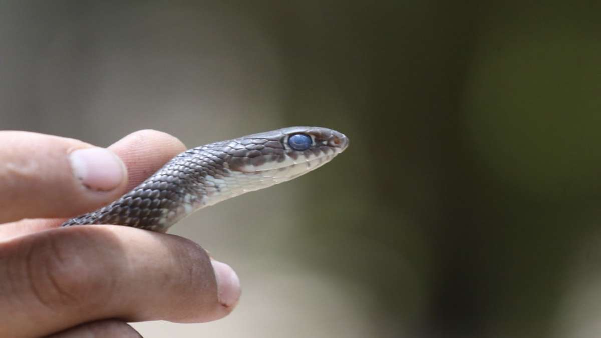 Animales Salvajes Jalisco
