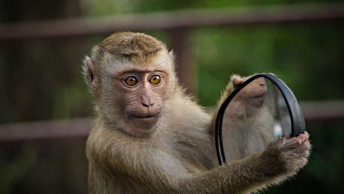 monos-ladrones-coronavirus-covid19-roban-pruebas-sangre-