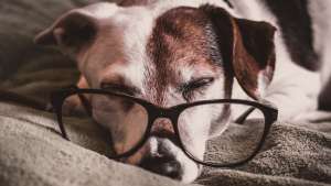 por que los perros duermen mucho estas son algunas razones razas perritos cuidados mascotas