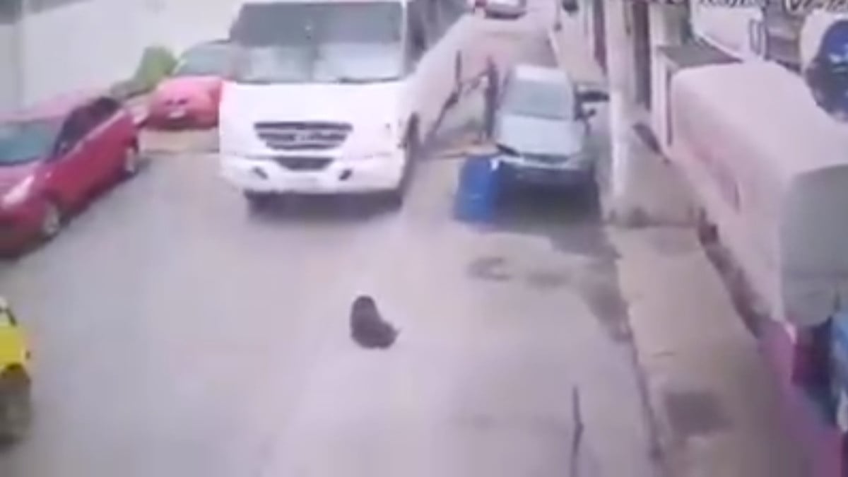 En la imagen momentos ants de que el pesado camón pase por encima del animal