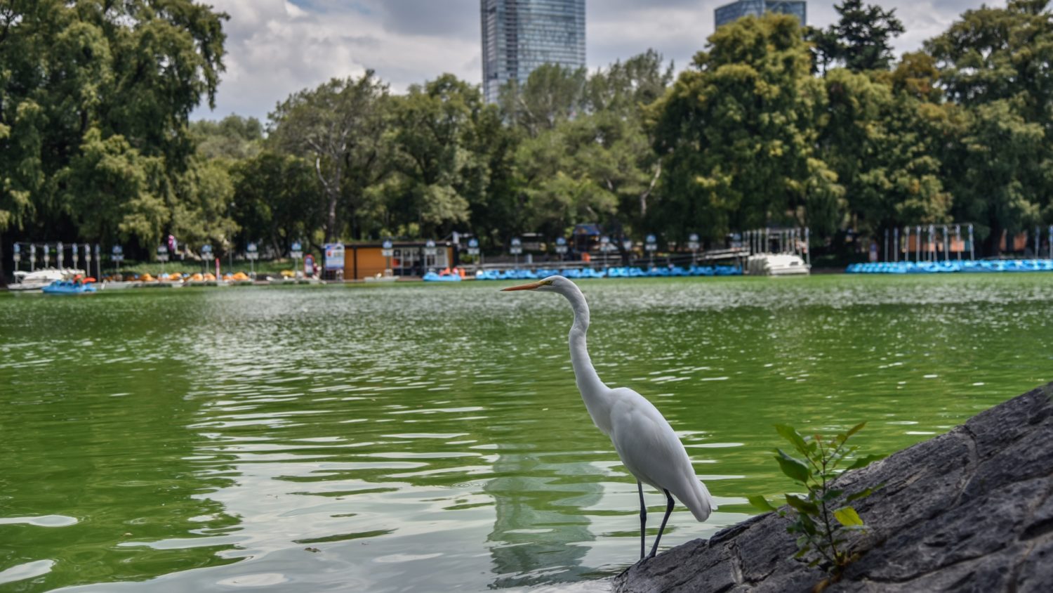 CHAPULTEPEC