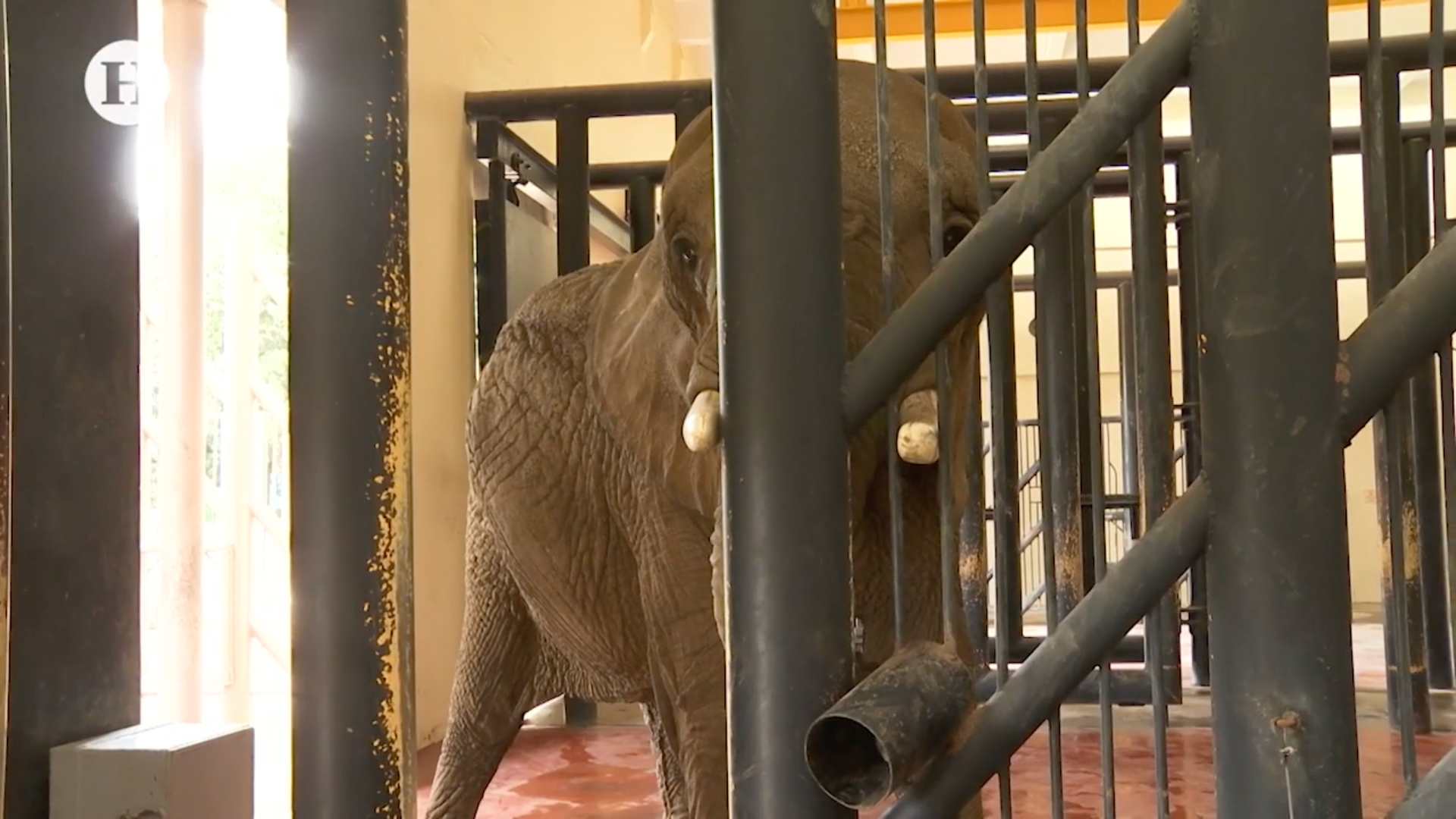 Zoológico San Juan de Aragón, ¿maltrata o protege a los animales?; reportaje especial - Heraldo de México