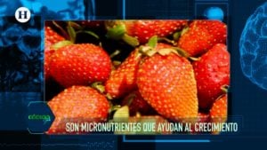 Vitaminas-Minerales-Alimentación-Salud-Nutrición-